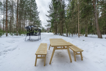 Сосна — фото 15