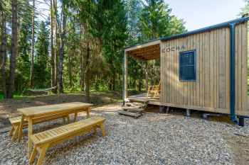 Сосна — фото 4