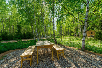 Береза — фото 6