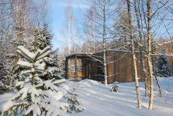 Береза — фото 8