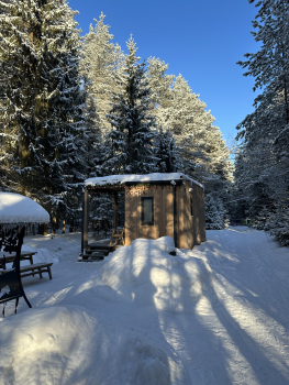 Сосна — фото 7