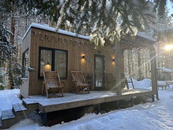 Сосна — фото 2