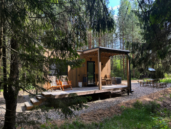 Сосна — фото 1