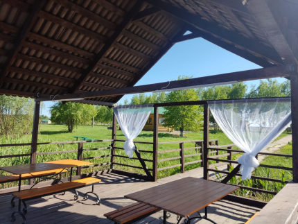 Золотой сазан — фото