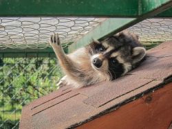 Ферма — фото 2