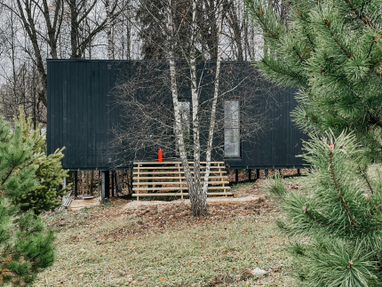 Эвкалипт — фото