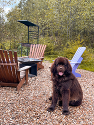 Собачий питомник — фото 1