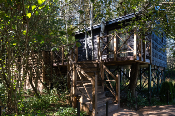 Дом на высоком дереве