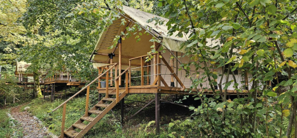 Южный вайб "Древо" — фото