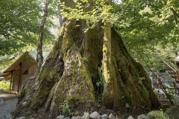 Домик Лесника — фото 1