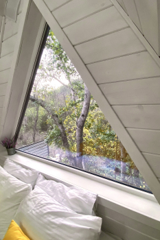 Лимон — фото 13