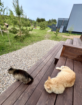 дом КЕНЗА — фото 25