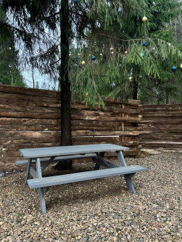 Облепиха — фото 10