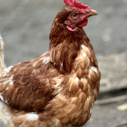 Ферма — фото 1