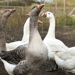 Ферма — фото 3