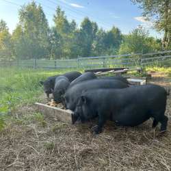 Ферма — фото 4