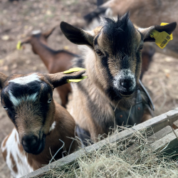 Ферма — фото 2