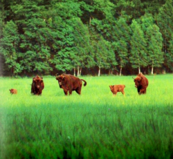 Ферма — фото 1