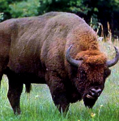 Ферма — фото 2