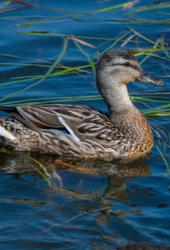 Водоем — фото 4