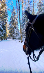 Конные прогулки — фото 2