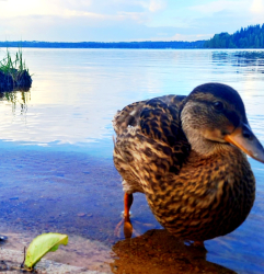 Водоем — фото 6