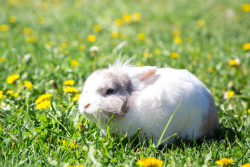 Ферма — фото 3