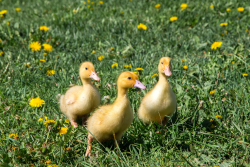 Ферма — фото 2