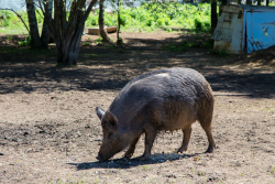 Ферма — фото 1