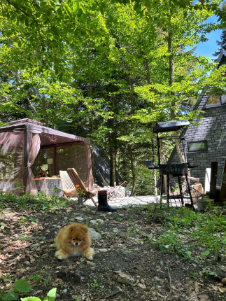 Счастливый лось — фото