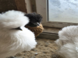 Ферма — фото 1