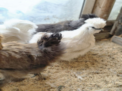 Ферма — фото 2