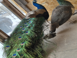 Ферма — фото 3