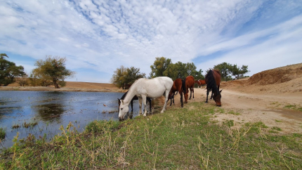 Калмыцкий Дворик Сансара — фото