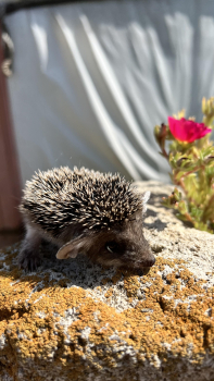 Юрта Огня — фото 8