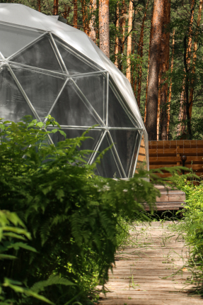 Сила Леса — фото