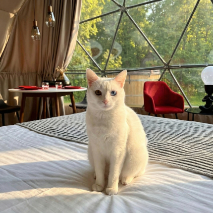 Vazuza Love — фото