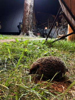 Семейный коттедж 1 — фото 13