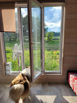 Морошка — фото