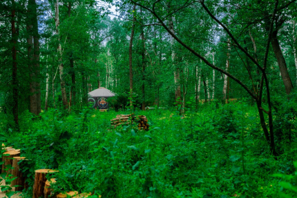 Лесная база "Папоротник" — фото