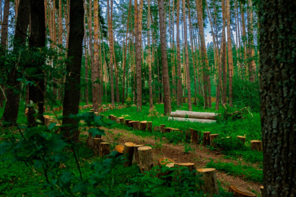 Лесная база "Папоротник" — фото