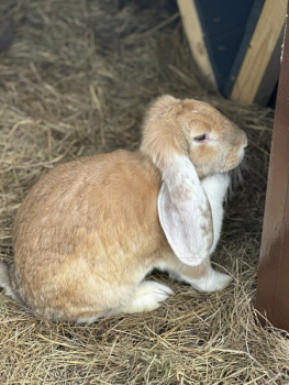 A-frame №3 — фото 14