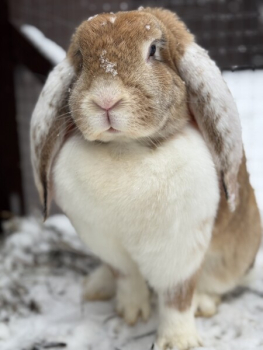 A-frame №4 — фото 14