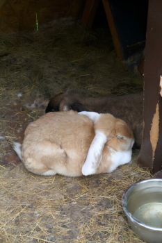 Сканди 12 — фото 16