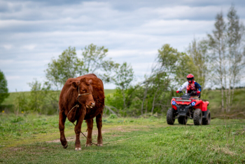 Сканди 12 — фото 17
