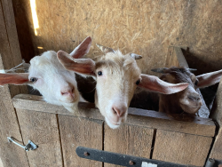 Ферма — фото 2