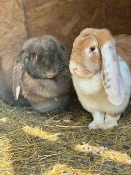 БарнХаус Яхрома — фото 14