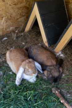 Дом "Семейный ХХL — фото 18