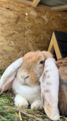 Ферма — фото 1