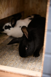 Ферма — фото 1